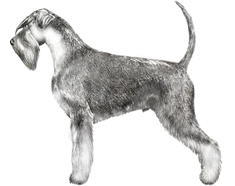 Breed Standard Giant Schnauzer Club