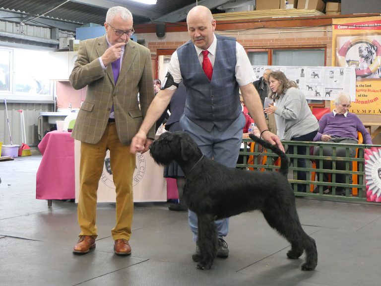 Breed Characteristics Giant Schnauzer Club
