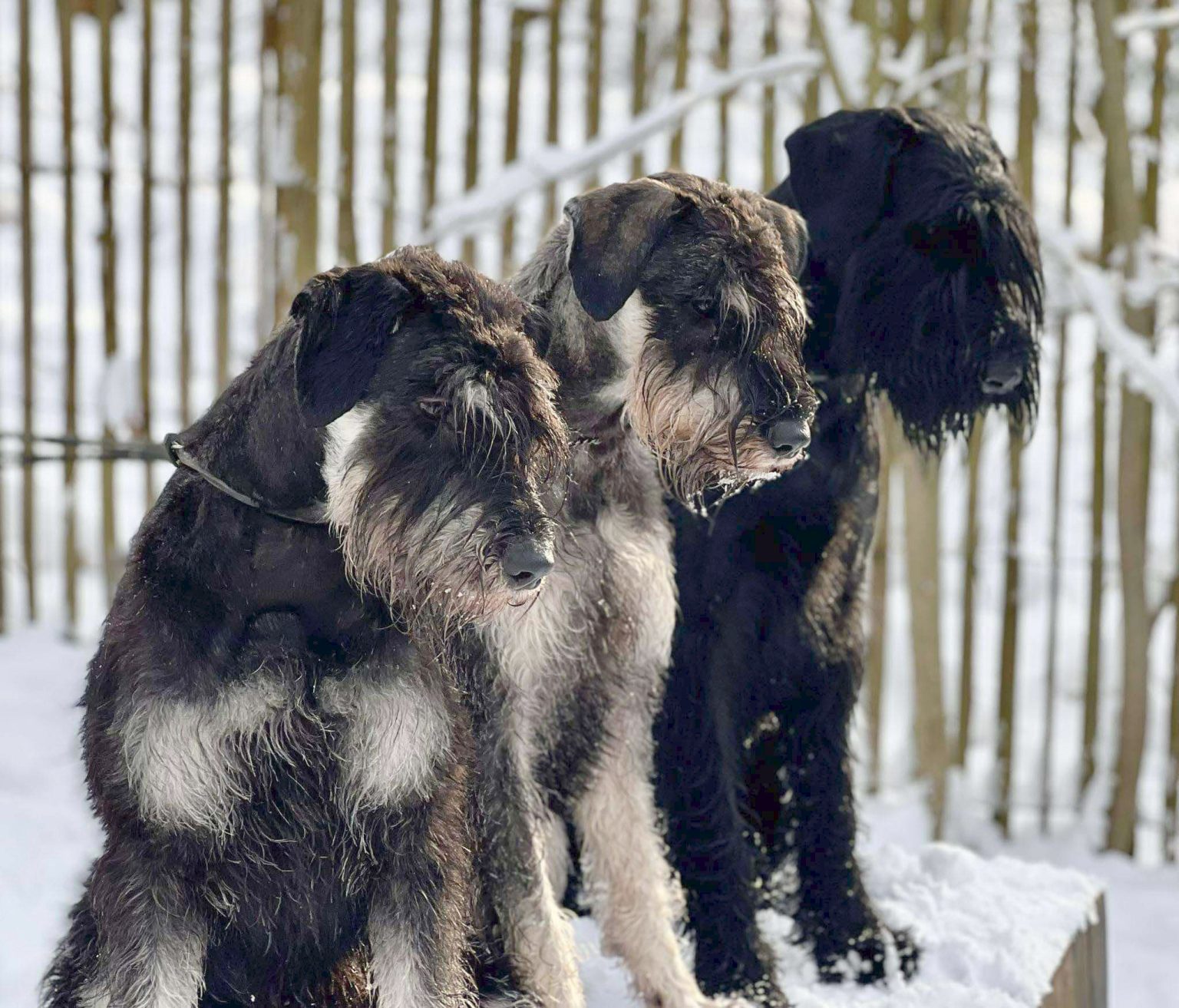 home-giant-schnauzer-club